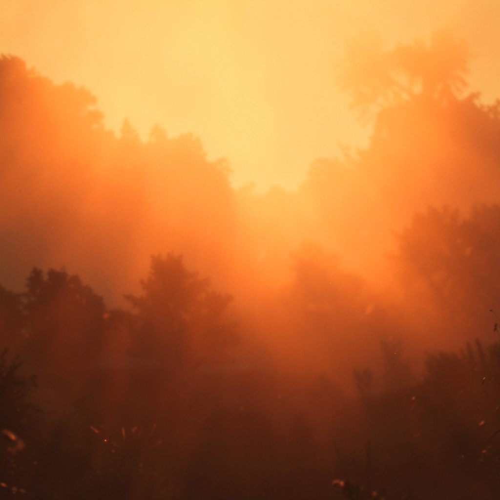 Soft golden-hour sunlight filtering through tall grasses in an open field, warm amber and muted green tones, calm and inviting atmosphere.